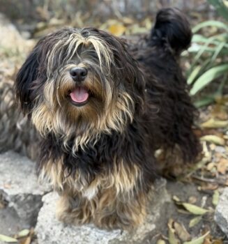 Havaneser sucht ein Zuhause.