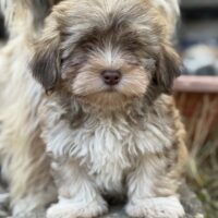 Unserer wunderschönen Havaneser Welpen suchen …