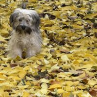 Havaneser Rüde sucht seine Familie