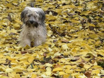 Havaneser Rüde sucht seine Familie