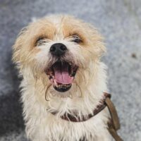 WOLKE - ca. 35 cm - Rüde