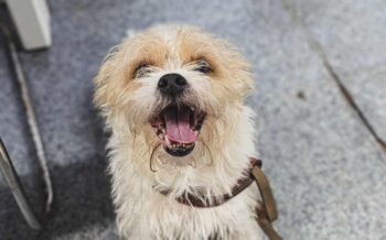 WOLKE - ca. 35 cm - Rüde