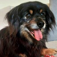 Dendis - ein trauriges Schicksal