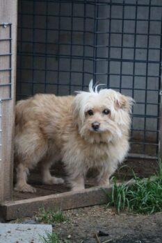 Pukute • Weibchen • geb.ca. 2016-2018 • 30cm • 8kg