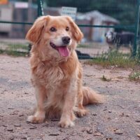 Dagas: Rüde • geb.ca. 2014-2016 • 37cm