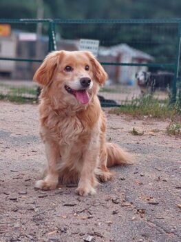 Dagas: Rüde • geb.ca. 2014-2016 • 37cm