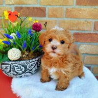 Bildschöne Havaneser Welpen