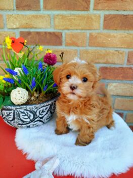 Bildschöne Havaneser Welpen