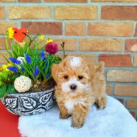 Bildschöne Havaneser Welpen