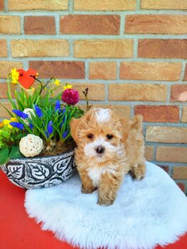 Bildschöne Havaneser Welpen