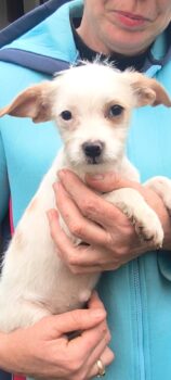 Loti, kleine Welpenmaus