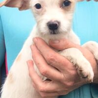 Loti, kleine Welpenmaus