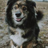 Pukis: Rüde • geb.ca. 2014-2016 • 40cm • 14kg