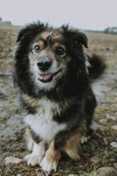 Pukis: Rüde • geb.ca. 2014-2016 • 40cm • 14kg