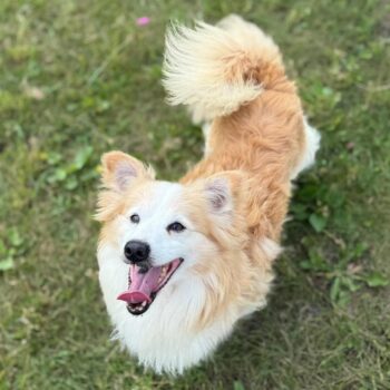 Sauliukas: Rüde • geb.ca. 2015-2017 • 38cm