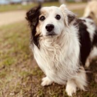 Guru: Rüde • geb.ca. 2013-2015 • 35cm