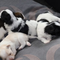 Süße Havaneser-Welpen aus VDH-Zucht