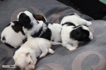 Süße Havaneser-Welpen aus VDH-Zucht