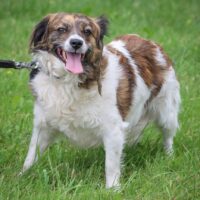 Mia: Weibchen • geb.ca. 2023-2024 • 35cm • 12kg