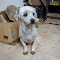 Piko, Rüde, kastriert, geb August 2023, 25 cm