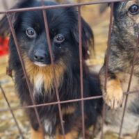 Halkas: Rüde • geb.ca. 2021 • 32cm • 6kg