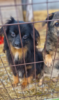 Halkas: Rüde • geb.ca. 2021 • 32cm • 6kg