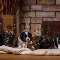 Bezaubernde Havaneser Welpen