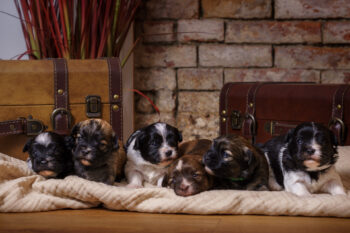 Bezaubernde Havaneser Welpen