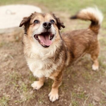 Zulis: Rüde • geb.ca. 2017-2019 • 38cm