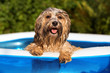 Happy wet havanese dog relies on the edge of an inflatable pool