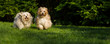 Two happy havanese dog is running towards the camera in the gras