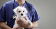 Veterinarian doctor examining a Maltese puppy