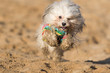 running havanese dog