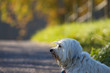 Hund am Herbstlichen Strassenrand