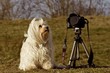 Hund bewacht Kamera