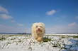 Hund in Winterlandschaft