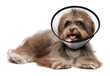 Happy grateful havanese dog is recovering and wearing a funnel c