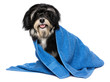 Happy dry havanese puppy dog after bath is dressed in a blue tow