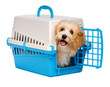 Cute happy havanese puppy dog is looking out from a pet crate