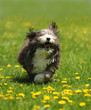 A cute black and white dog running in a field of green grass and yellow dandelions. 