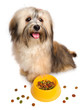 Happy Havanese puppy is sitting next to her favorite dry food