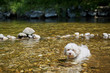 Dogs in the water