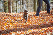 Two havanese dogs playing in forrest in autumn